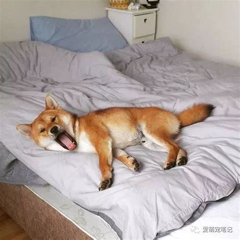 狗合生肖 可以睡床尾嗎
